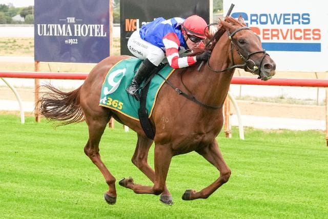 Rose blooms at Swan Hill